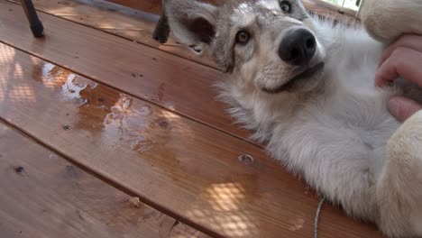 petting a young grey wolf pup