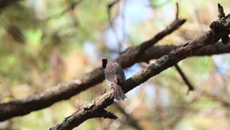 Visto-Desde-Atrás-Mientras-Mira-Hacia-La-Izquierda-Mientras-Mueve-La-Cola,-Bulbul-Pycnonotus-Aurigaster-De-Cabeza-Negra,-Phu-Ruea,-Ming-Mueang,-Loei-En-Tailandia