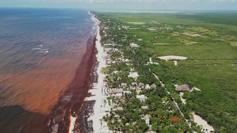 beach paradise spoiled by sargassum invasive contaminants, aerial view