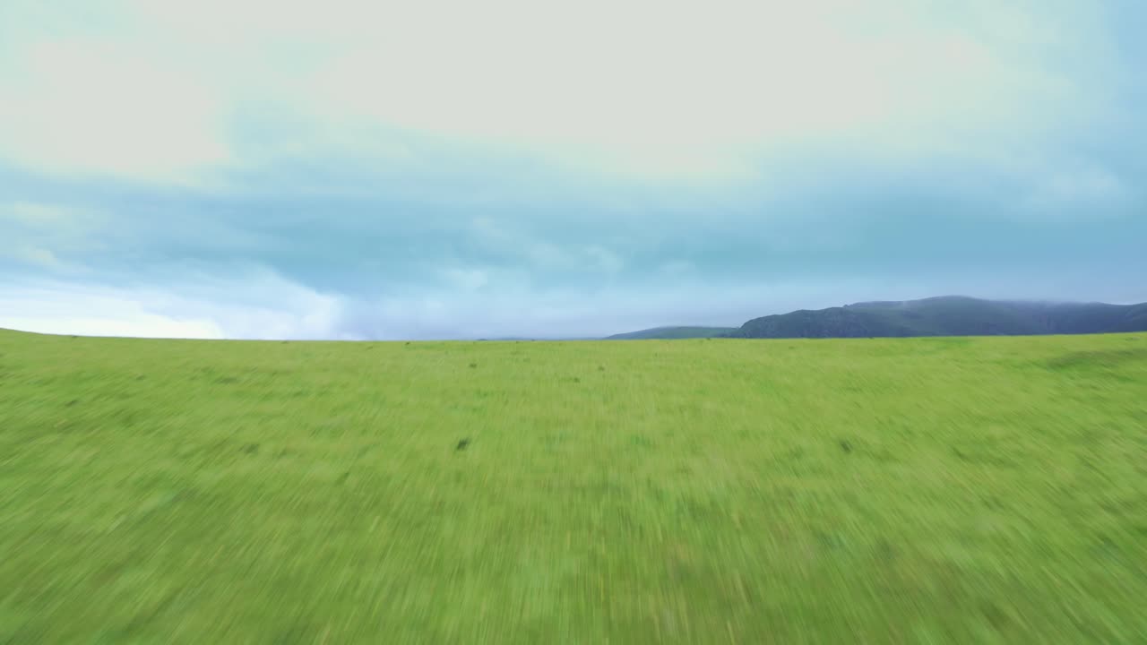 높은 산의 초원에서 풀을 뜯는 소 떼의 공중 전망