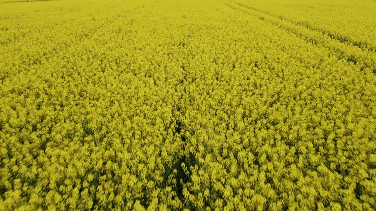 гигантское рапсовое поле на закате в германии