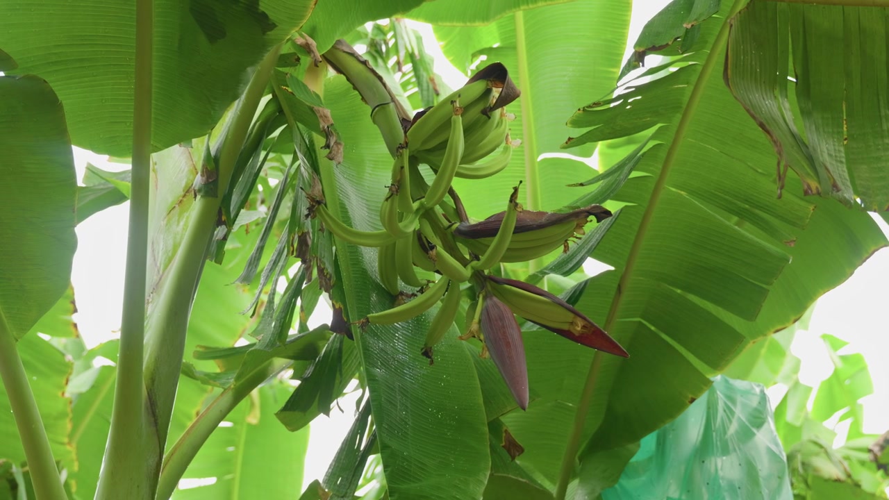 Primer plano cinematográfico de un racimo de plátanos en desarrollo creciendo bajo amplias hojas tropicales en una plantación comercial de plátanos. Plátanos verdes jóvenes y la flor de plátano morada ilustran las primeras etapas de