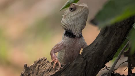 Lagarto-De-Jardín-Indio-Mirando-Vista-De-Cerca