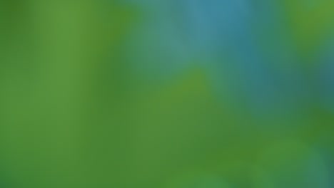 fondo verde y azul borroso, fondo abstracto de bokeh de movimiento