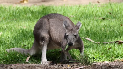 kangaroo eating grass in a natural setting