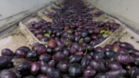 imágenes en primer plano de aceitunas maduras en la línea de producción en una fábrica de aceite de oliva
