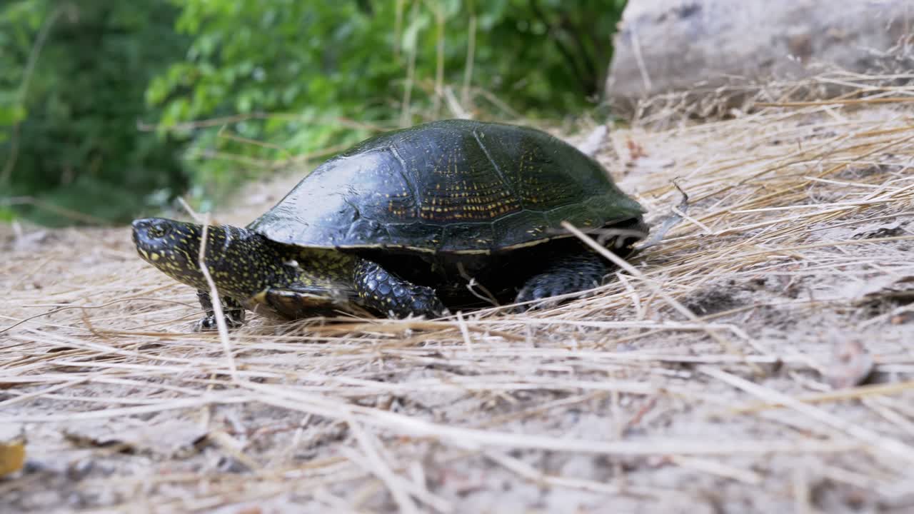 유럽 강 거북이가 숲 속의 모래 위에서 건조한 풀 위에서 기어다니고 있습니다.
