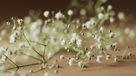 Video-of-multiple-white-flowers-and-copy-space-on-yellow-background