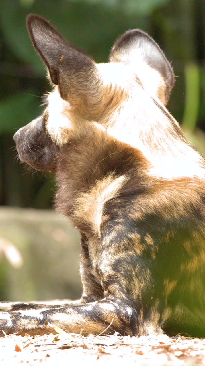Nærbillede af en afrikansk vildhund, der hviler sig i sit naturlige habitat