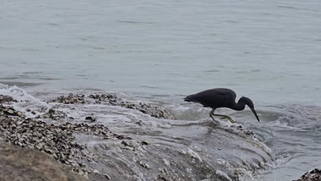 una garza de arrecife del pacífico busca alimento pescando en la costa rocosa junto al mar