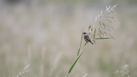 Sibirischer-Schwarzkehlchen-Beim-Abfangen-Vom-Barsch