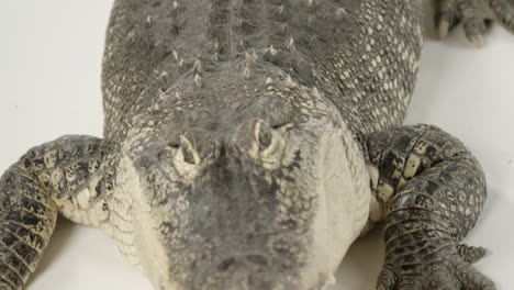 View-of-animal-alligator-on-white