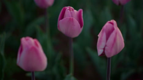 Closeup-pink-tulips-growing-in-flower-field.-Gentle-flower-in-green-background.