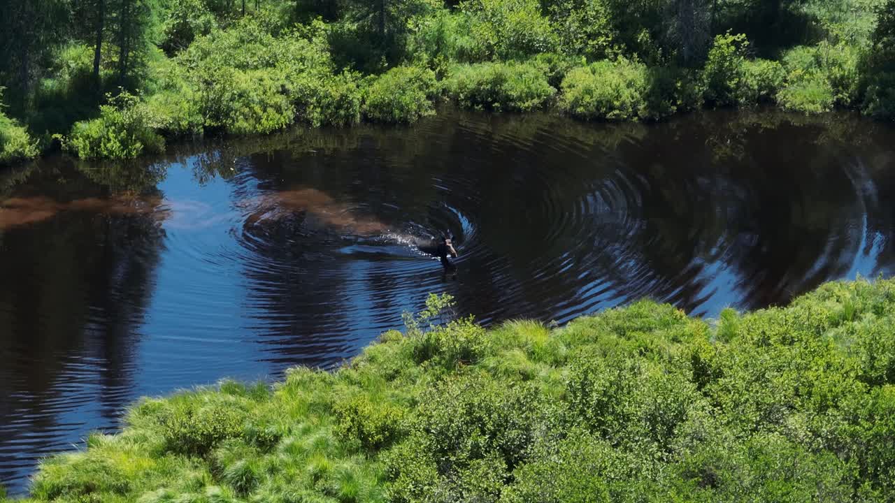 먹이를 찾아 강을 헤엄치는 암컷 무스
