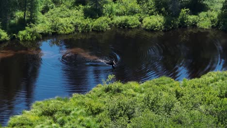 alce hembra nadando a través del río en busca de comida