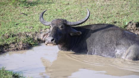 water buffalo cooling off in a mud pool in yala national park, sri lanka