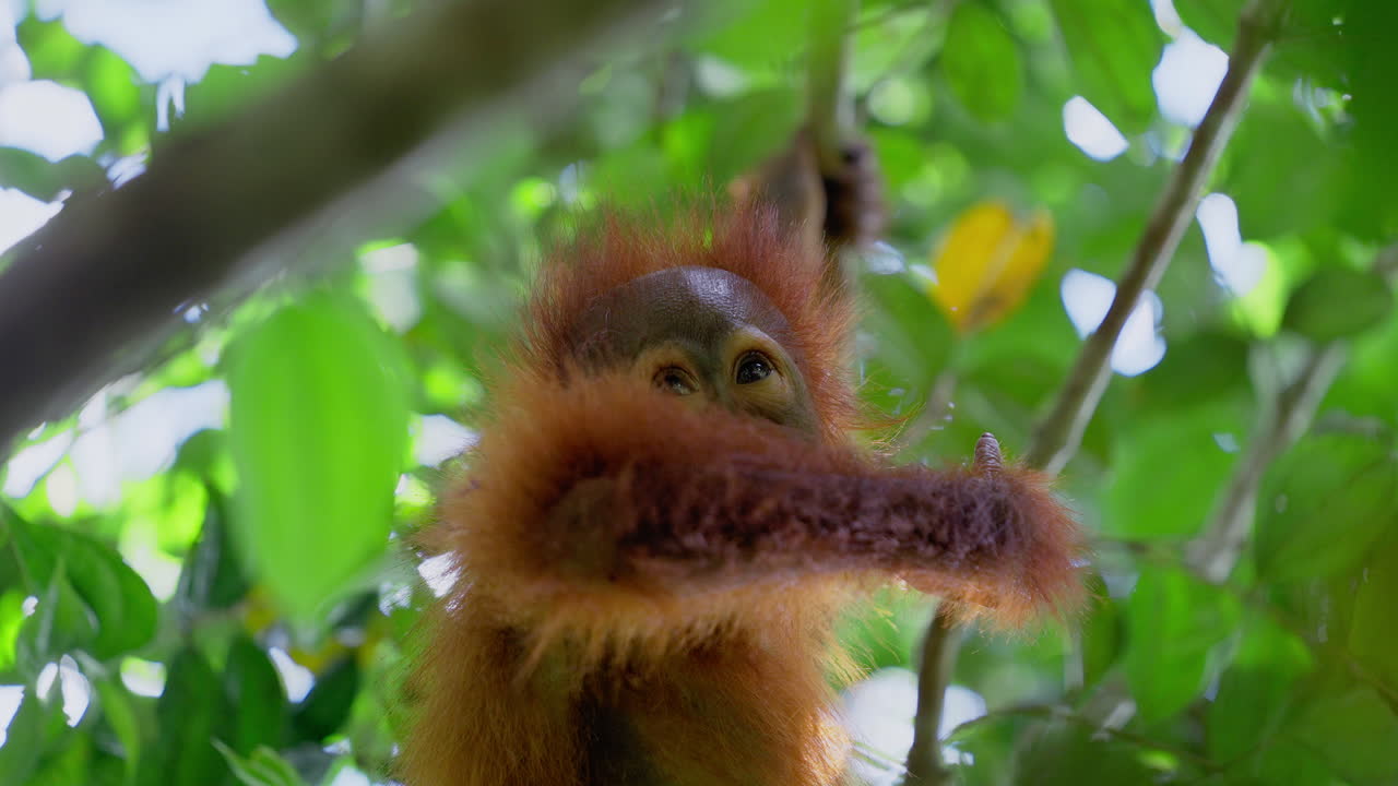 Baby Orangutan in a Tree