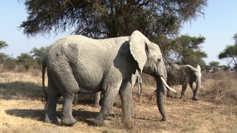 elefante africano forrajeando y alejándose, el ternero lo sigue rápidamente