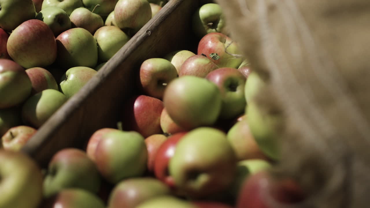 Freshly picked apples in wooden crates