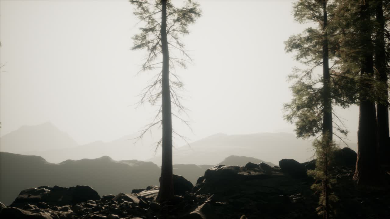 trees in fog in mountains