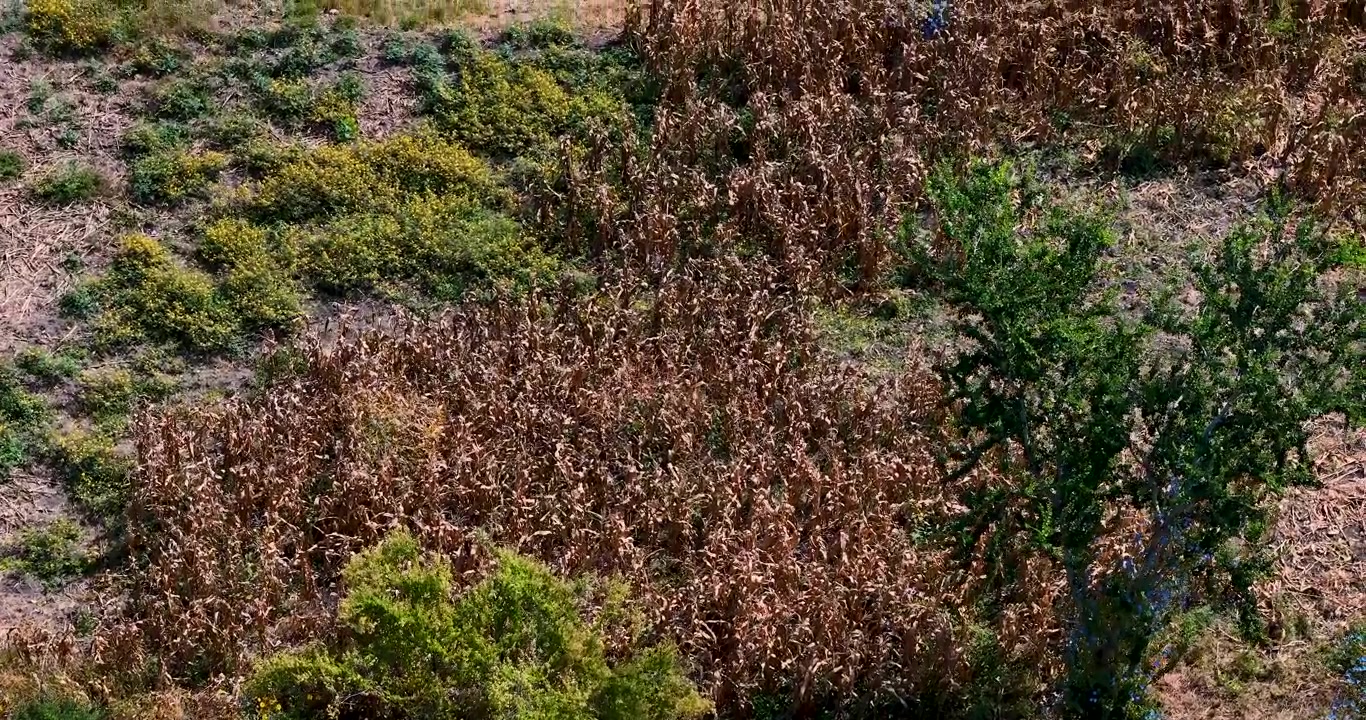 Scatto in prospettiva aerea di un campo di canna da zucchero in autunno dopo il raccolto in Messico.