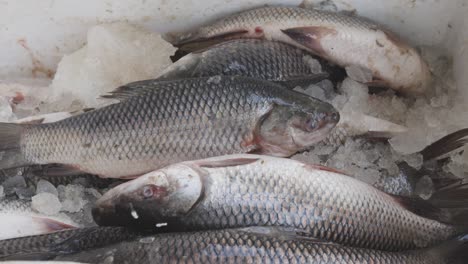 fresh fish kept at snow box at retail shop for sale at day from different angle