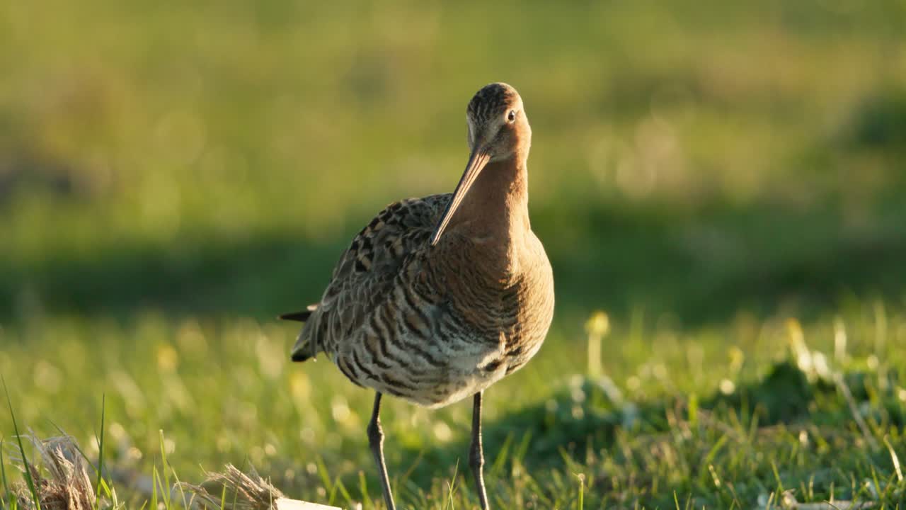 잔디 에 있는 새 들