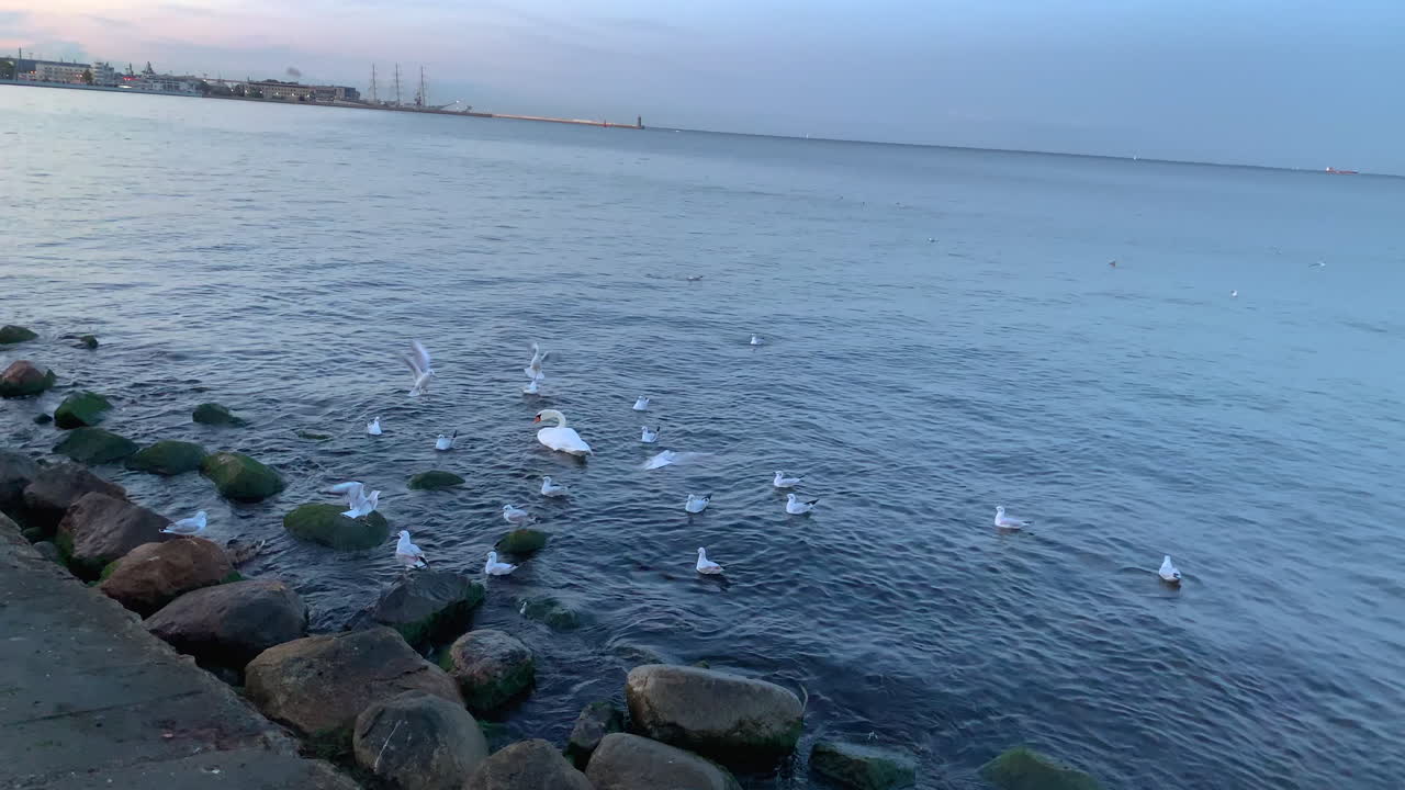 Swan and Seagulls on the Baltic Sea Coast