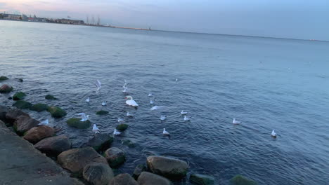 swan and seagulls on the baltic sea coast