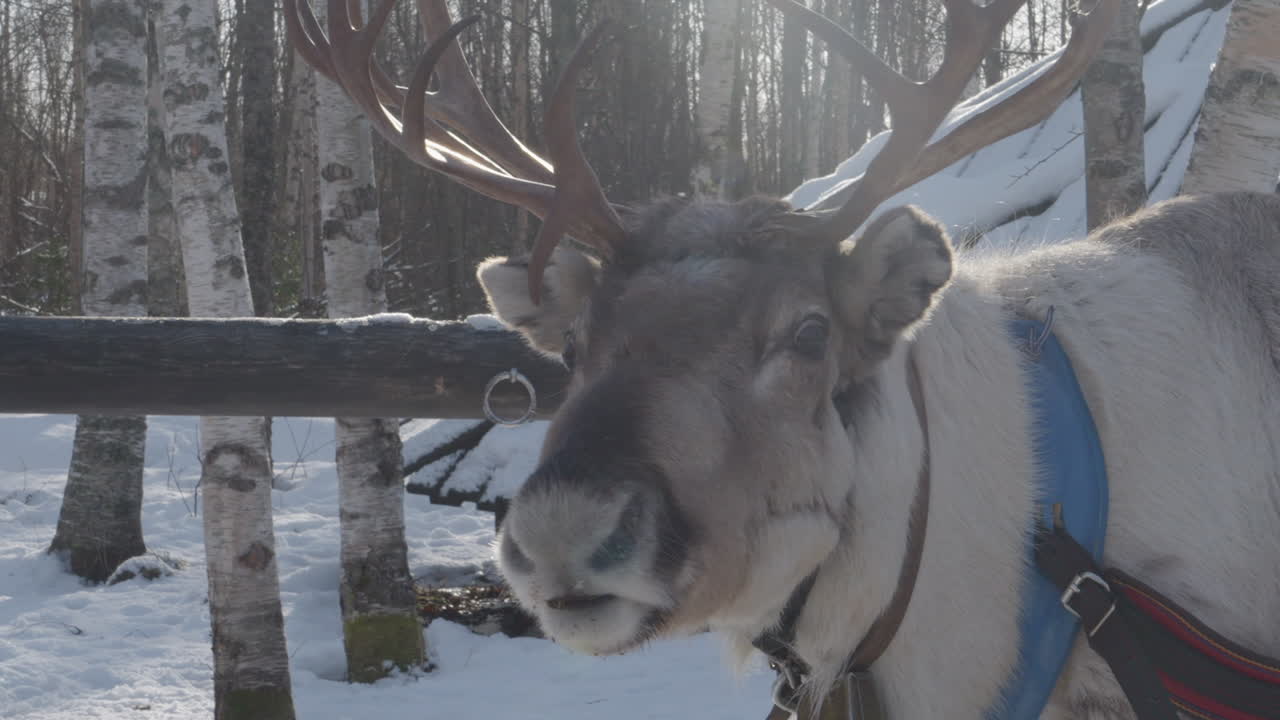 Close Up Reindeer with Antlers in Winter Forest - Golden Hour Sunlight