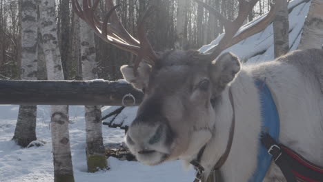 close up reindeer with antlers in winter forest - golden hour sunlight