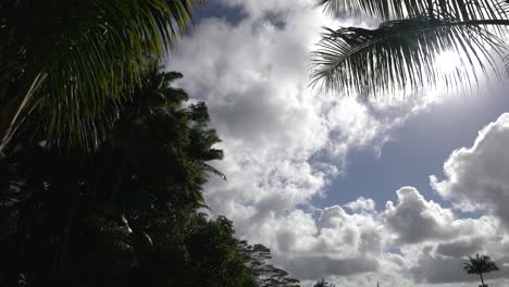 white clouds and palm trees