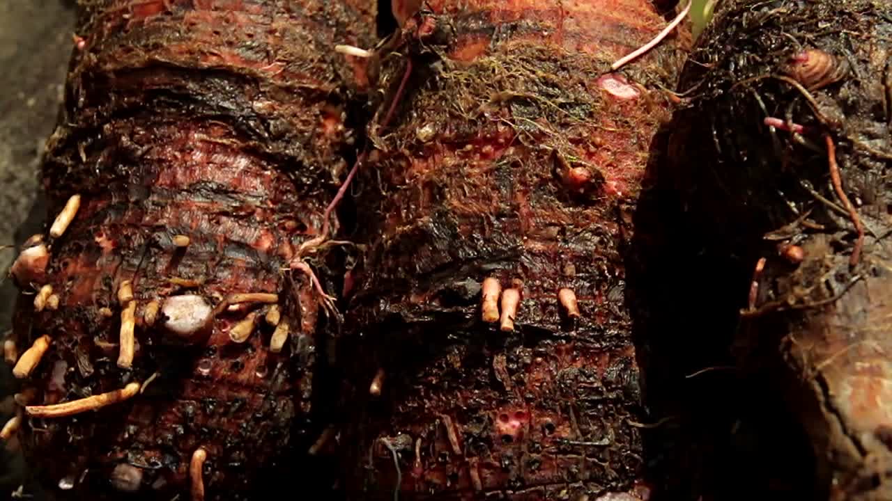 타로 루트는 하와이에서 손으로 만들어집니다 2