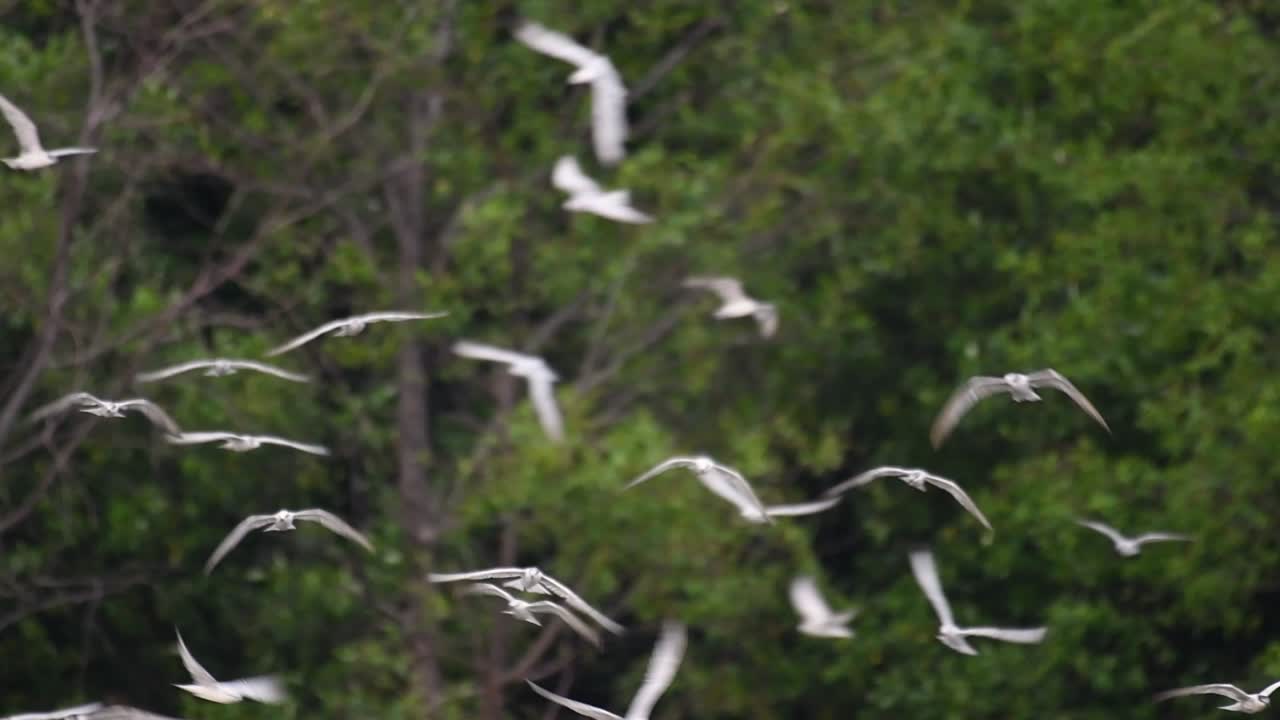 제비갈매기는 전 세계 바다, 강 및 기타 더 넓은 수역에서 볼 수 있는 바닷새입니다.