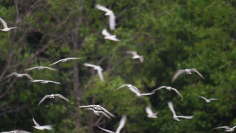 terns are seabirds that can be found all throughout the world at sea, rivers, and other wider bodies of water