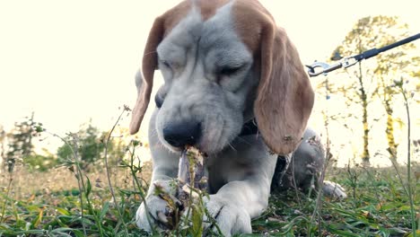 viejo perro beagle juguetón masticando un palo closeup