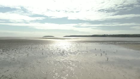 Una-Importante-Reunión-De-Aves-Indómitas-Durante-La-Marea-Baja-En-Pilmore-Strand,-Condado-De-East-Cork,-Irlanda---Drone-Volando-Hacia-Adelante