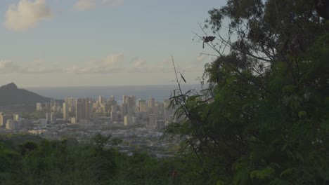 las nubes rosadas que pasan lentamente bloquean el sol que brilla en la ciudad de honolulu, hawai, al atardecer, mientras una bandada de pequeños pájaros visita el exuberante follaje en primer plano.