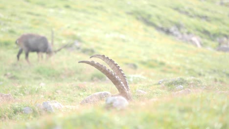 beautiful medium shot of the curved horns of an alpine ibex in schneibstein austria