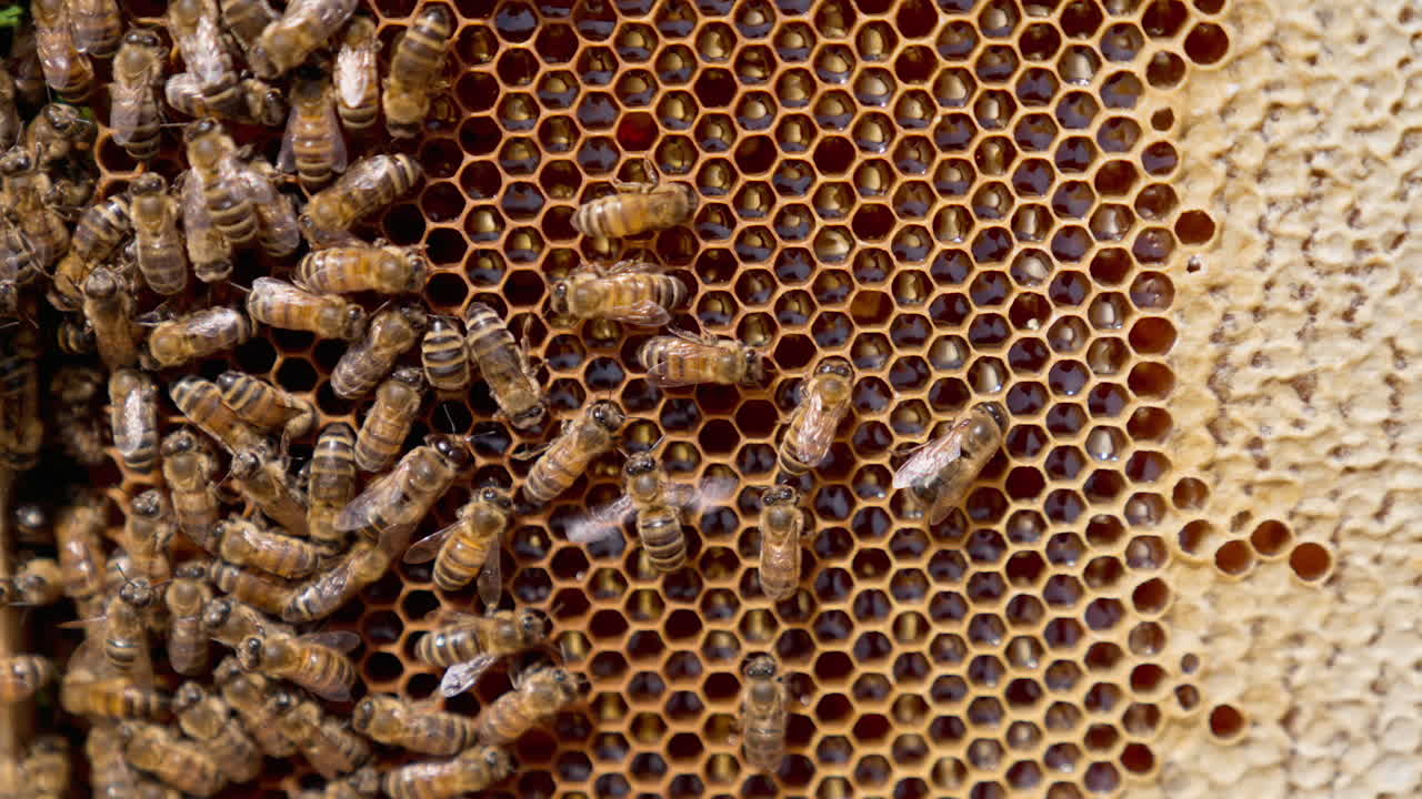 Beautiful honeycombs filled with fresh liquid organic honey. Industrious bees crawl by the cells sealing them. Close up.