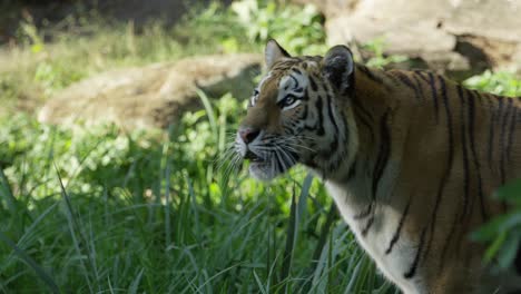 un tigre corre y mira a su alrededor, día cálido y soleado, naturaleza y selva, rojo 4k
