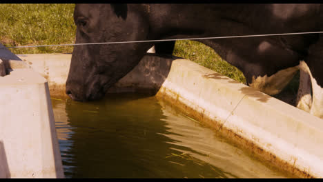 thirsty cow drinking water