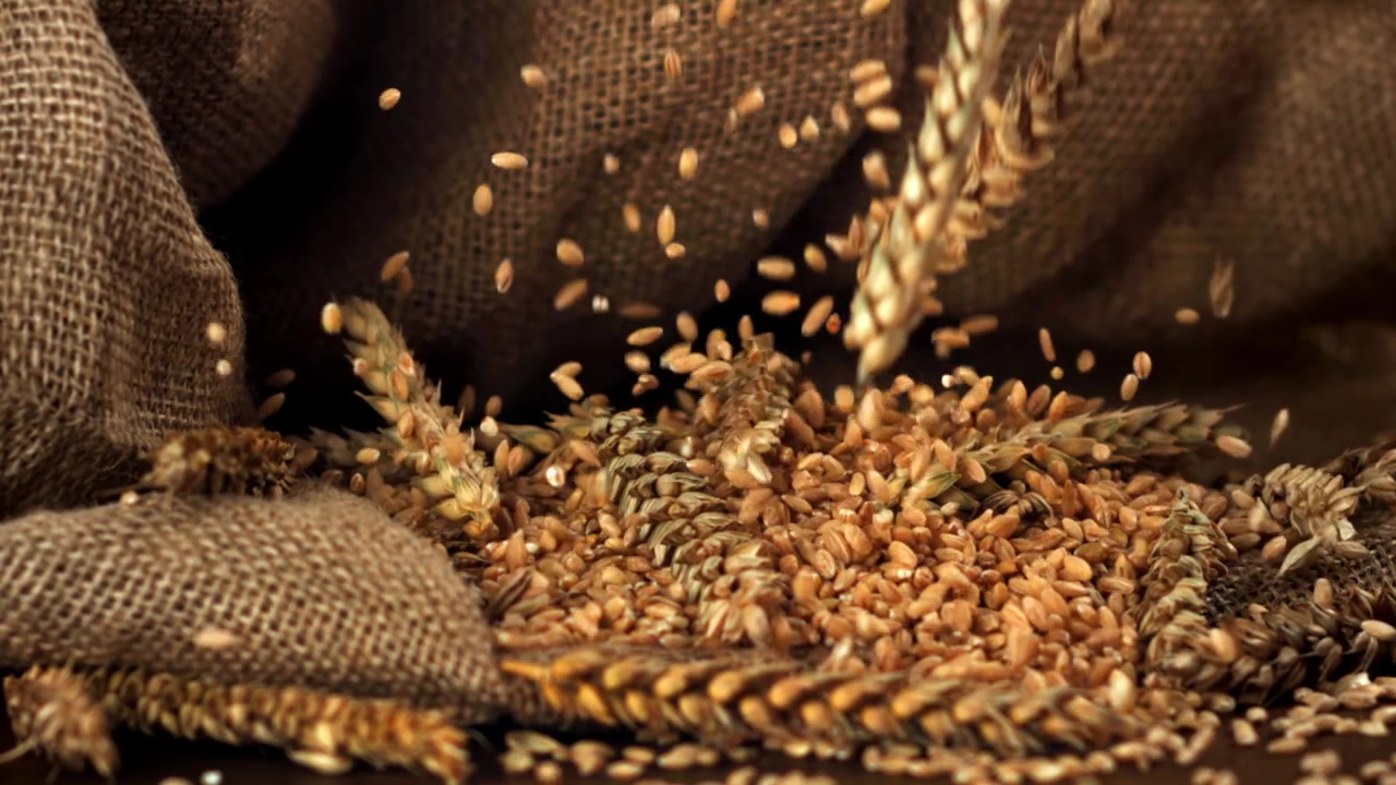 Chicchi di grano dorati e spighe che cadono al rallentatore
