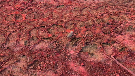 the horned lizard sits on the soil soaked