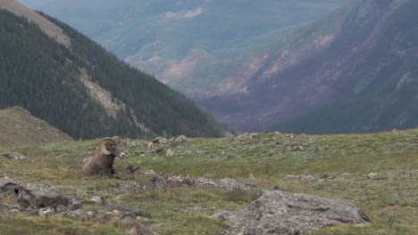 big horn sheep laying down on mountain top