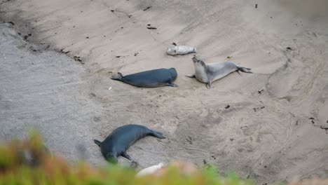 Two-large-adult-sea-elephants-fighting-and-being-aggressive