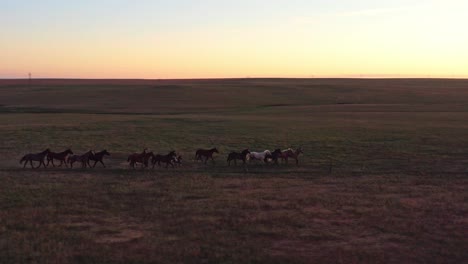 antena, caballos galopando en un rancho durante el anochecer