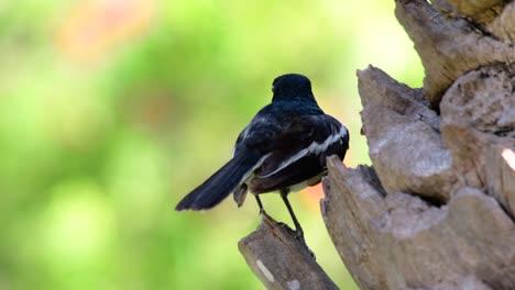 東方<unk> (eastern magpie-robin) 是泰國最常見的鳥類,可以在任何地方看到它.