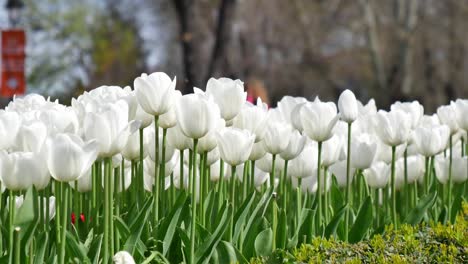 white tulips in bloom