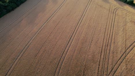 cultivated and plowed golden field. aerial flyback